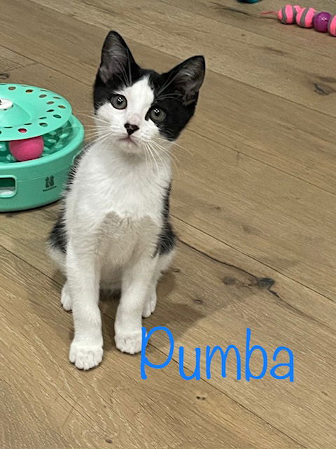 Pumba