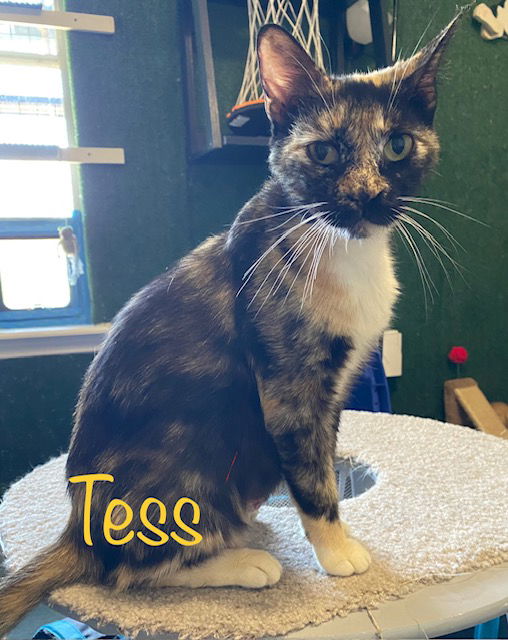 adoptable Cat in Saint Johns, FL named Tess