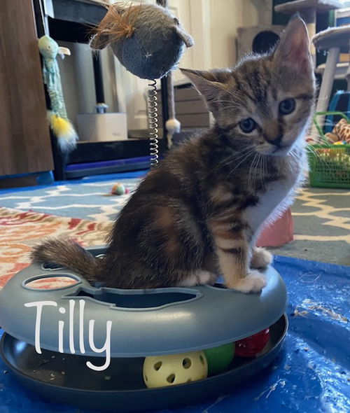 Tilly