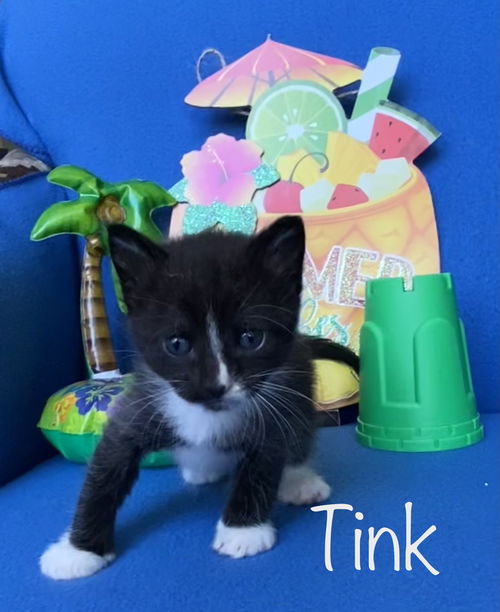 Tink