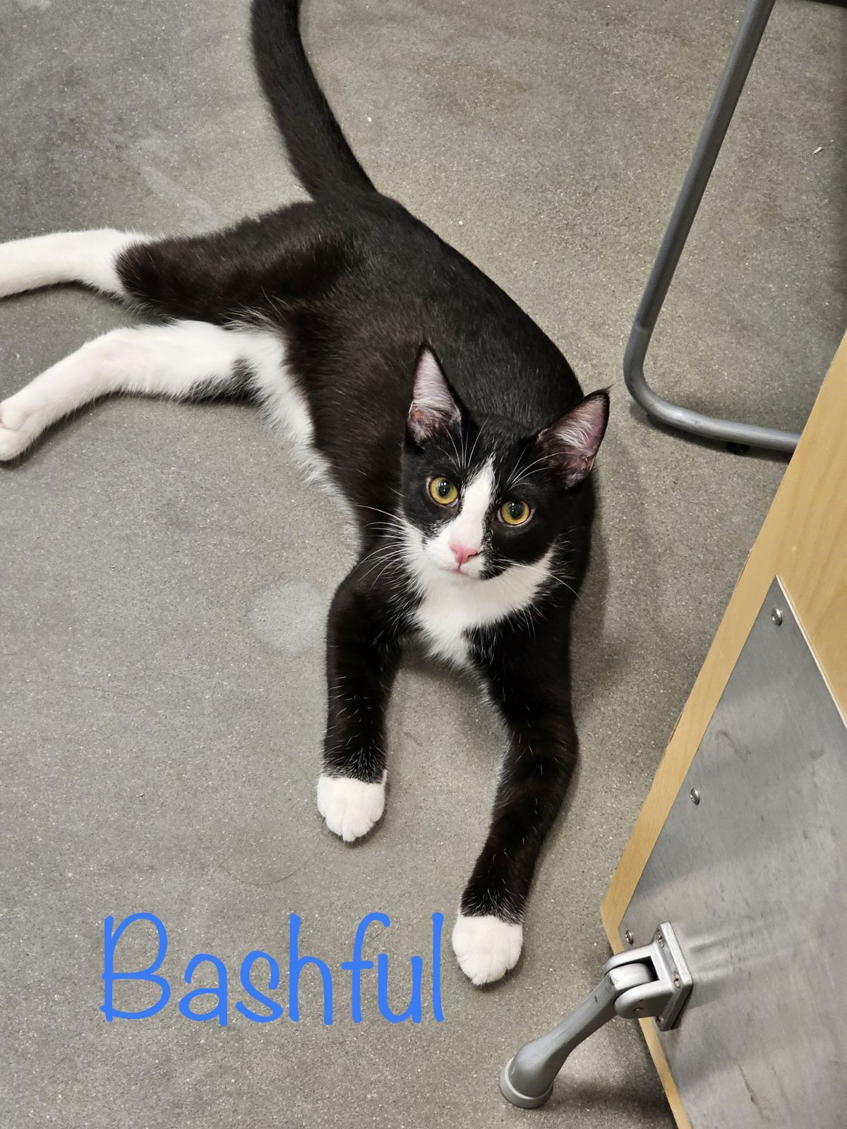 adoptable Cat in Saint Johns, FL named Bashful