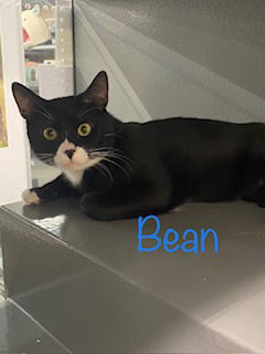 adoptable Cat in Saint Johns, FL named Bean