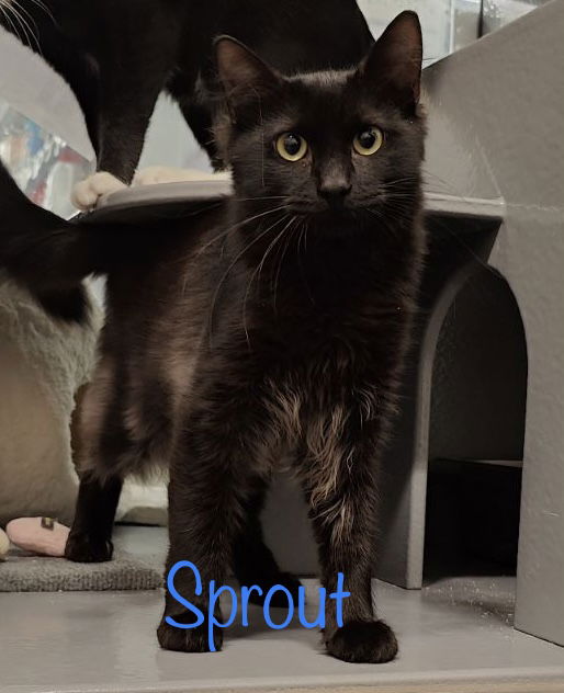 adoptable Cat in Saint Johns, FL named Sprout