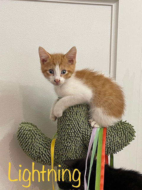 adoptable Cat in Saint Johns, FL named Lightning