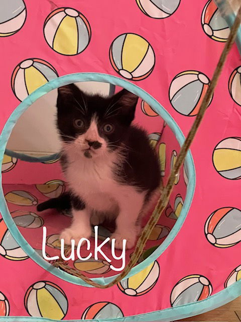 adoptable Cat in Saint Johns, FL named Lucky