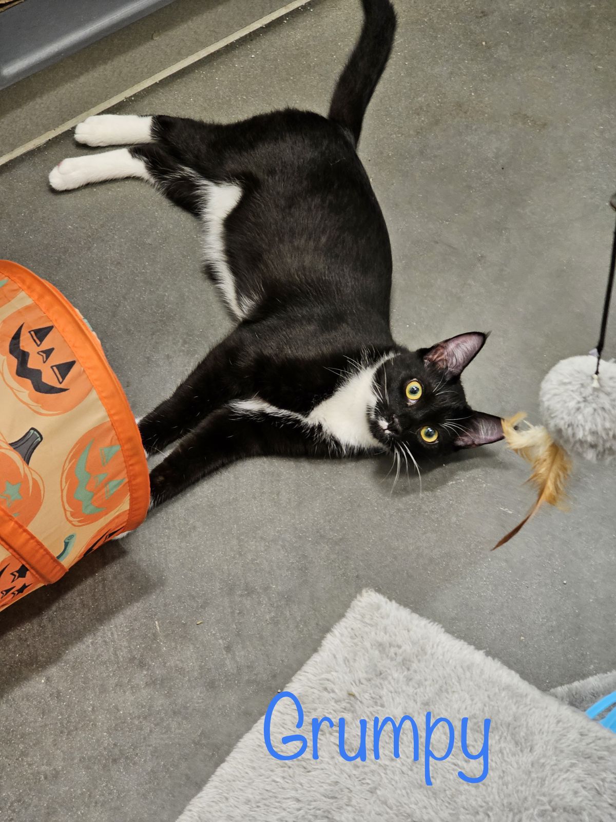 adoptable Cat in Saint Johns, FL named Grumpy