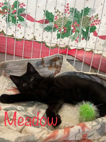 adoptable Cat in Saint Johns, FL named Meadow