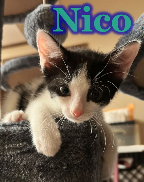 Nico