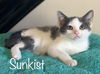 adoptable Cat in Saint Johns, FL named Sunkist