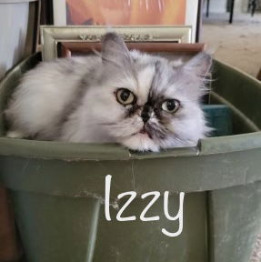 Izzy - Persian