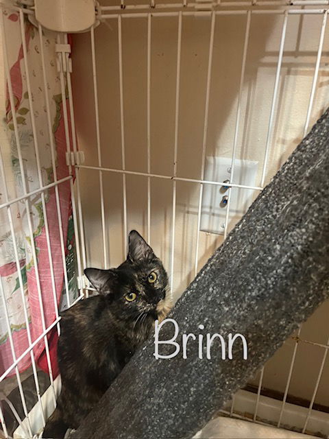 adoptable Cat in Saint Johns, FL named Brinn