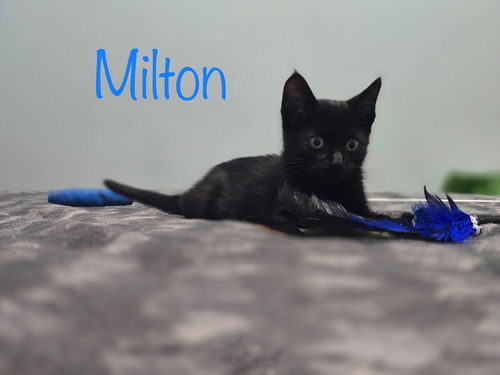 Milton