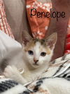 Penelope (calico)