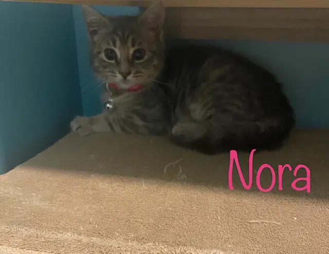 Nora image 2