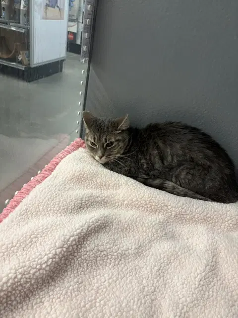 Nora - Domestic Short Hair