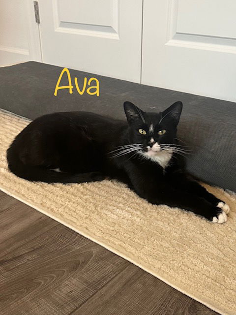 Ava