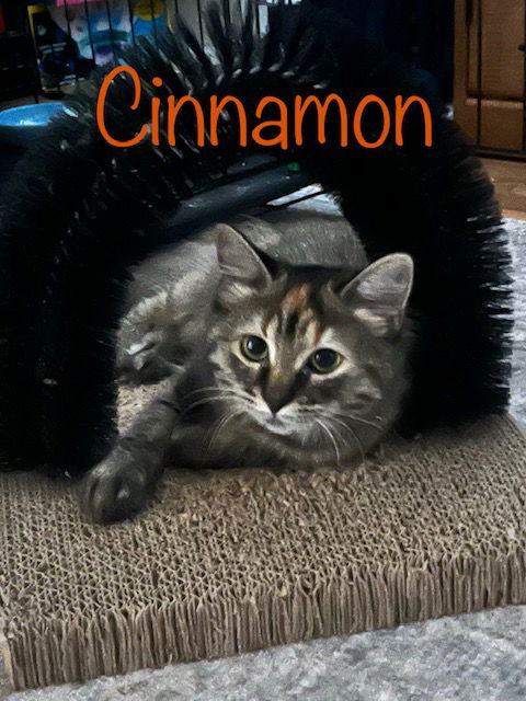 Cinnamon