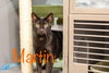 Martin