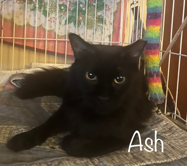 Ash