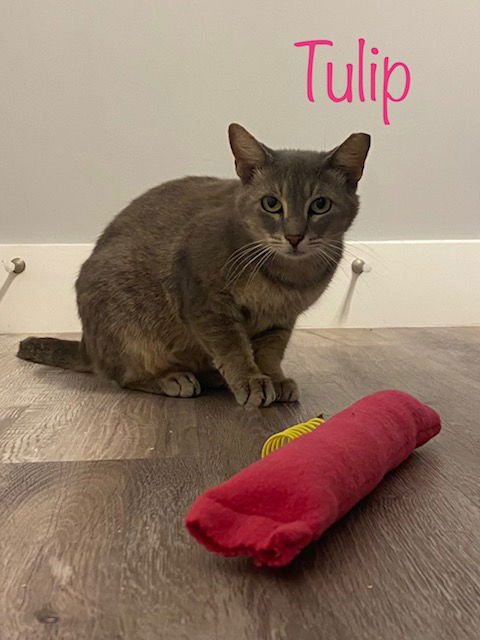 Tulip