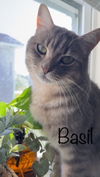 Basil