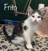 Frito