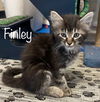 Finley - Tabby