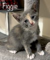 Figgie