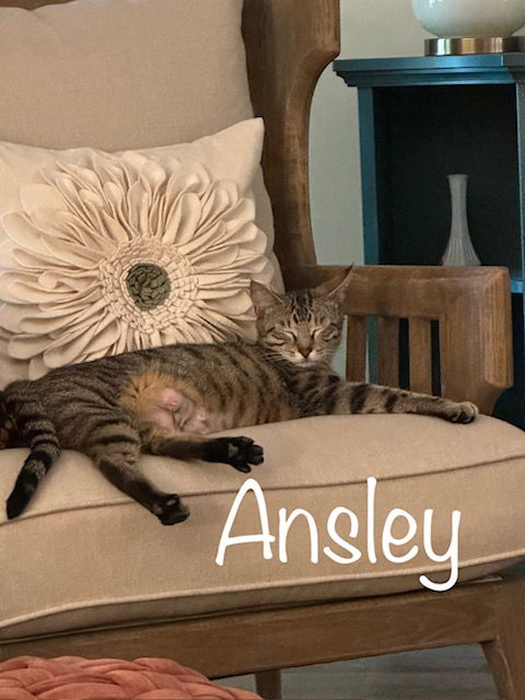 Ansley