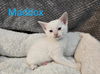 Maddox