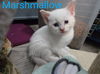 Marshmallow