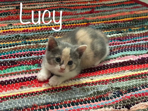 Lucy -Calico
