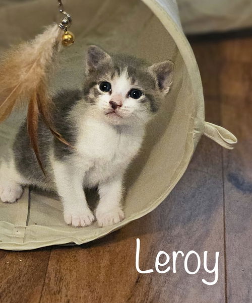 Leroy
