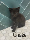 Chase