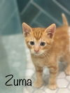 Zuma