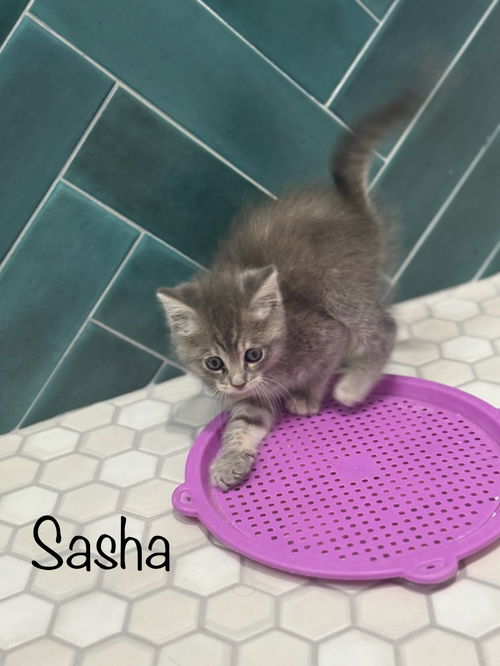 Sasha