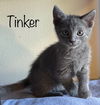 Tinker