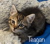 Teagan