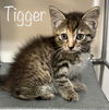 Tigger