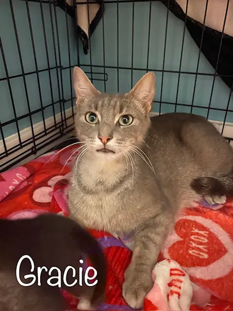 Gracie - Domestic Short Hair