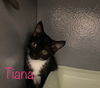 Tiana