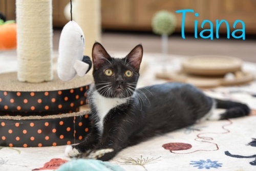 Tiana