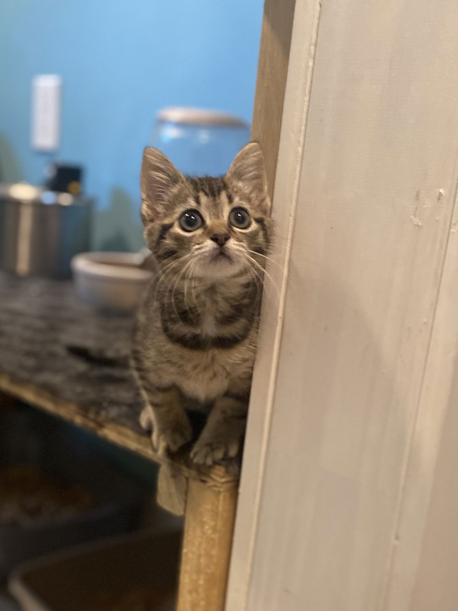 adoptable Cat in Saint Johns, FL named Shelby