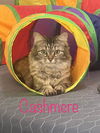 Cashmere