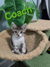 Coach