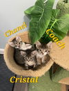 Cristal