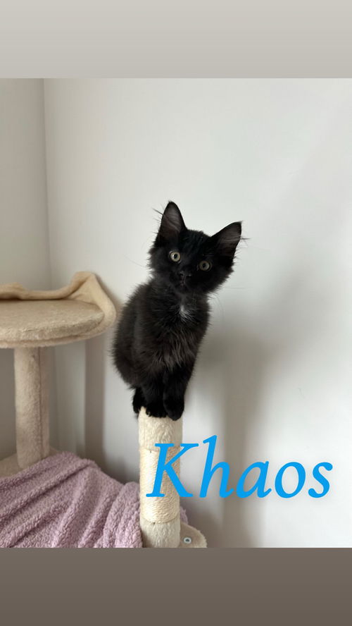 Khaos
