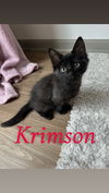 Krimson