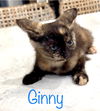 Ginny