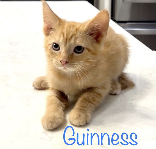 Guinness